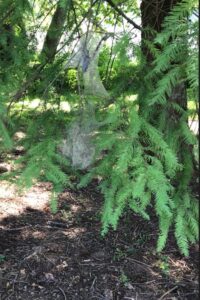 damage on leaves from fall webworm