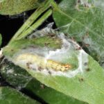 mimosa webworm in the caterpillar stage