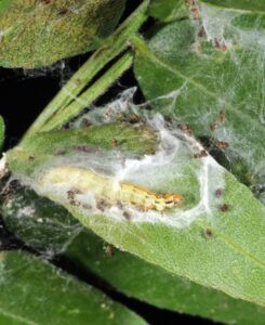 mimosa webworm in the caterpillar stage