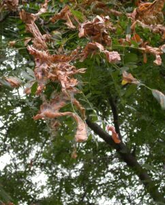 tree damage from mimosa webworm