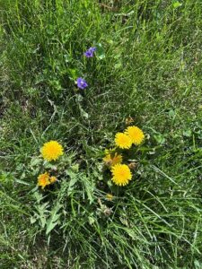 Figure 4: Dandelion and Violet: Photos by Geoff Schortgen 