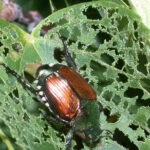 Fig 2. Adult Japanese Beetle, photo credit Doug Richmond