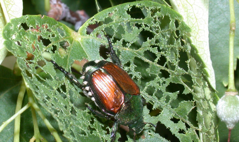 Fig 2. Adult Japanese Beetle, photo credit Doug Richmond