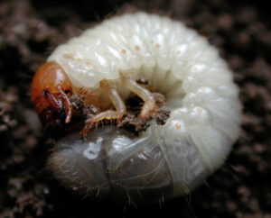 Fig. 3 Immature beetle, photo credit Doug Richmond Table 1. Recommended pesticides for