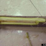 verticillium wilt