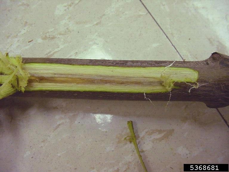 verticillium wilt