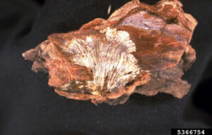 fan-shaped mycelial fan