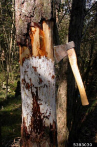dead wood showing decay