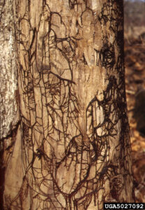 dead wood showing structures under the bark