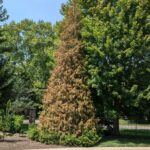 thuja in decline