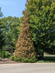 thuja in decline