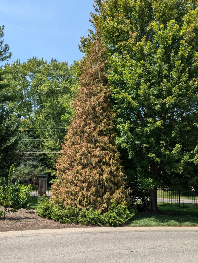 thuja in decline