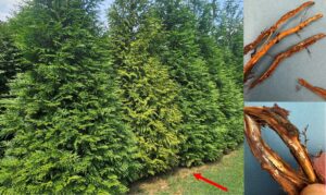 declining thuja in a wind break