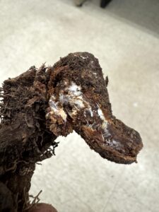 roots deteriorated from a lilac