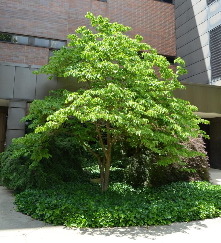form of cornus florida