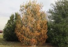 White Pine Decline