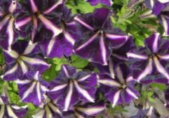 Annual Flowers