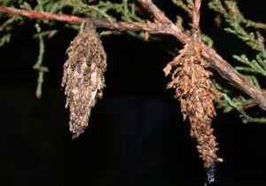 Bagworms