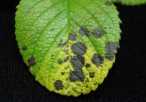 Rose black spot