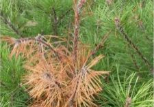 Borers of pines and other needle bearing evergreens