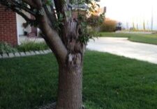 Wind injury