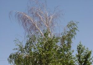 Bronze Birch Borer