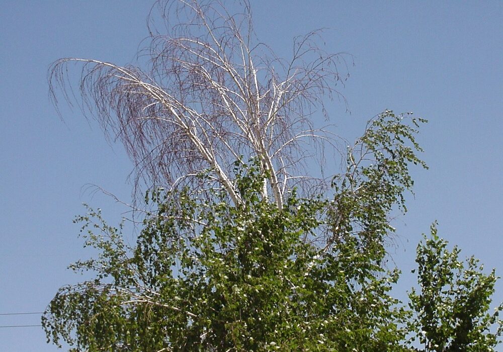 Bronze Birch Borer
