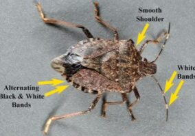 Brown marmorated Stink Bug
