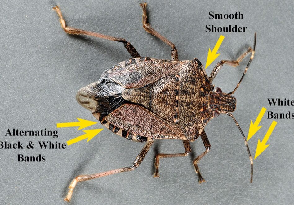 Brown marmorated Stink Bug