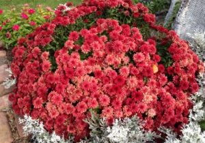 Chrysanthemum