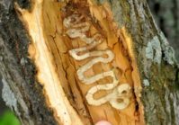 Emerald ash borer in Indiana