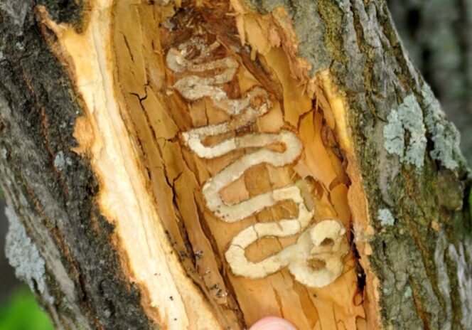 Emerald ash borer in Indiana