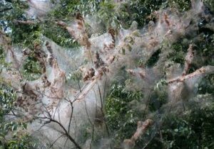 Fall webworm