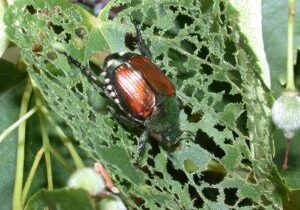 Japanese Beetle