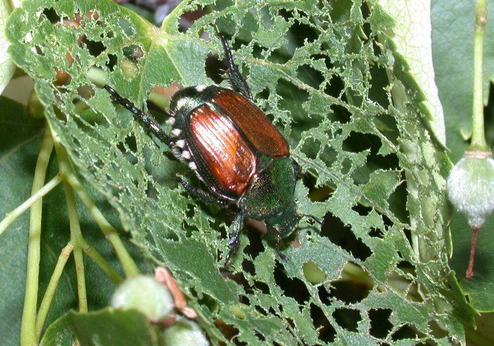 Japanese Beetle