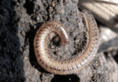 Millipedes sowbugs and pillbugs