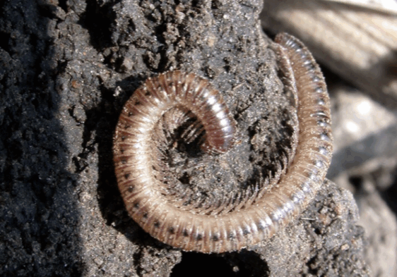 Millipedes sowbugs and pillbugs