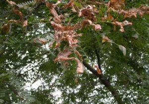 Mimosa Webworm
