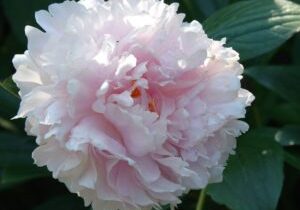 Peony