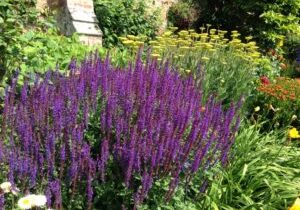 Perennial Flowers