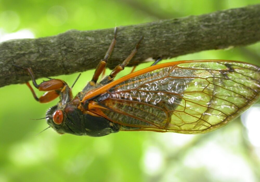 Periodical cicada in Indiana
