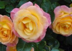 Growing Roses