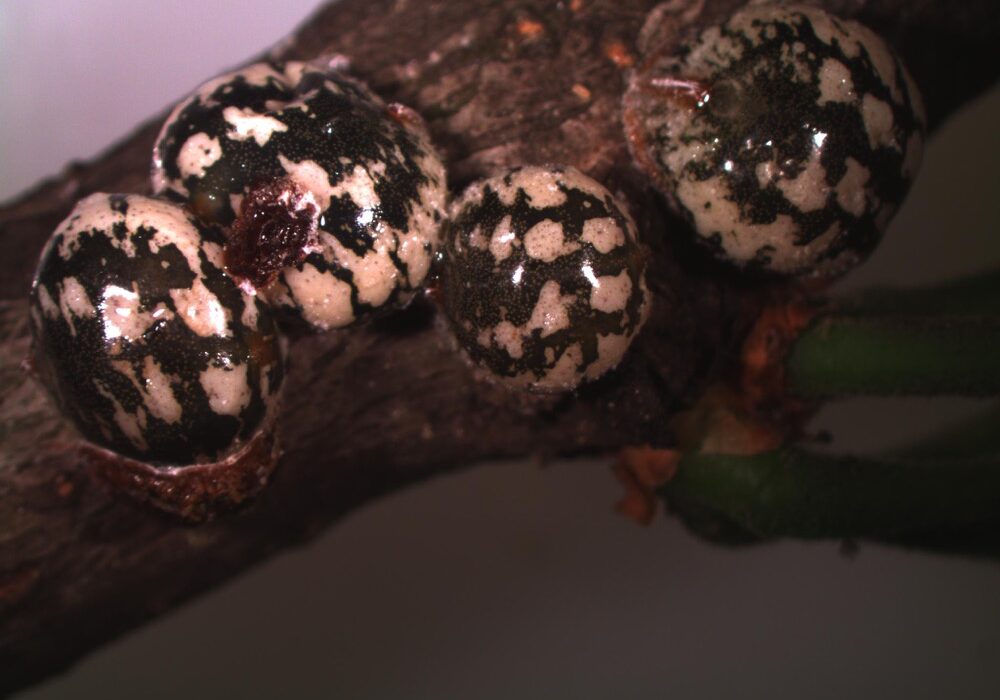 Scale Insects on Shade Trees and Shrubs