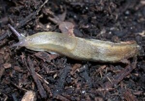 Slugs in homes and gardens