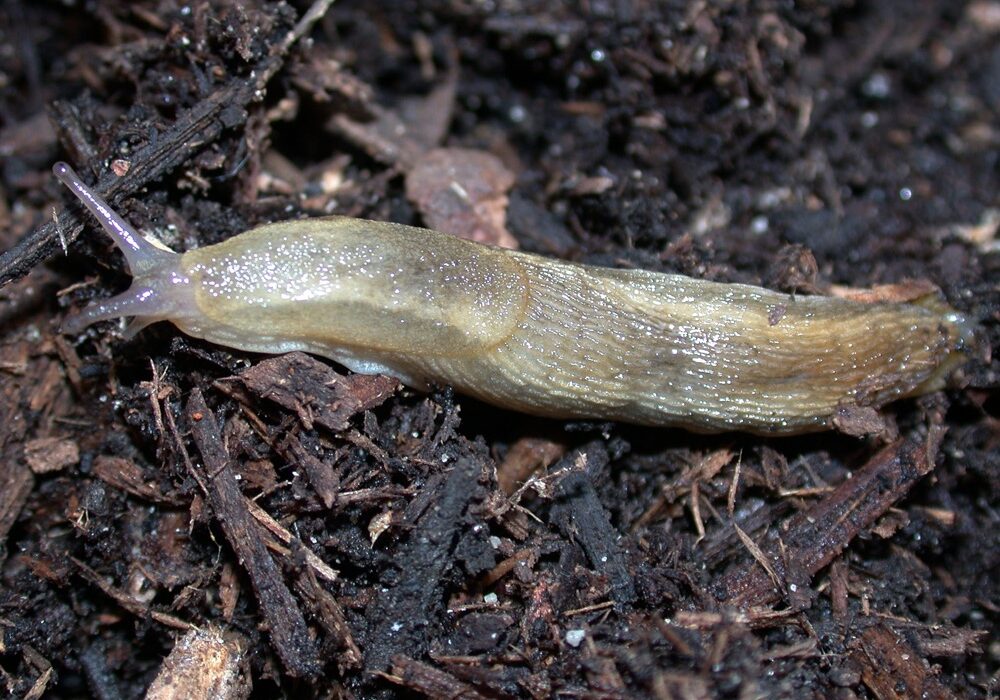 Slugs in homes and gardens