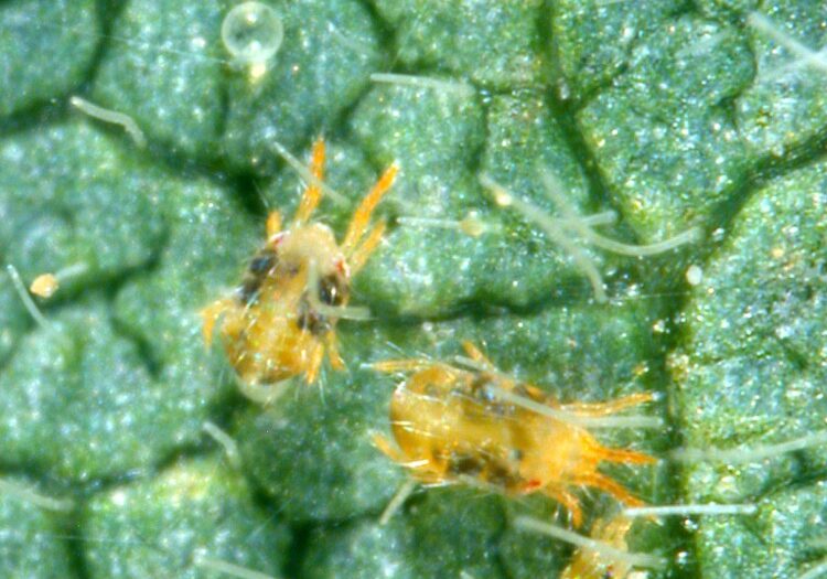 Spider mites