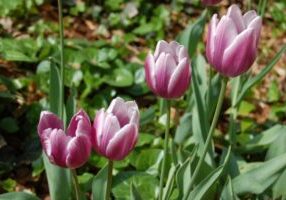 Flowering Bulbs