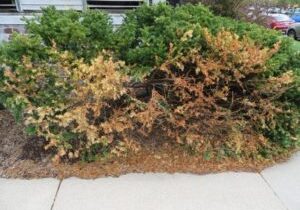 Salt Damage in Landscape Plants