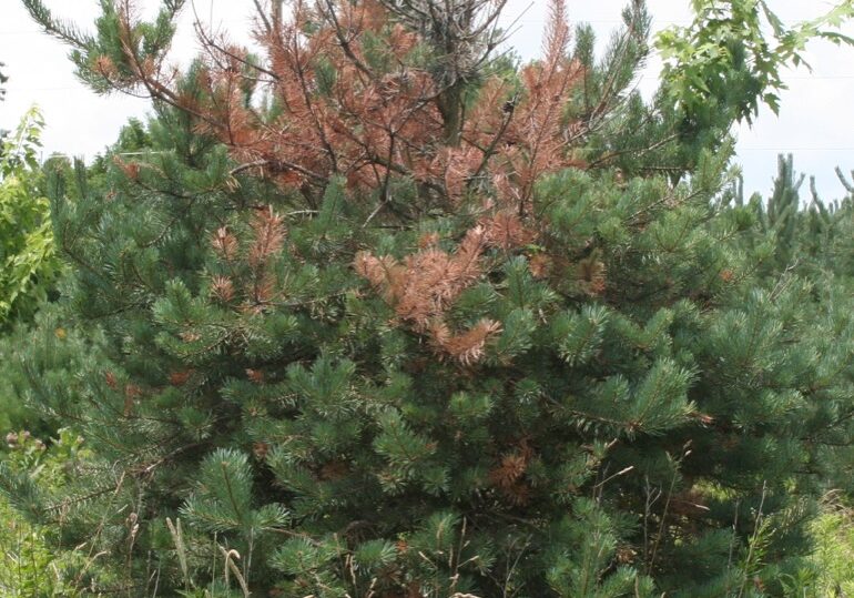 Zimmerman pine moth