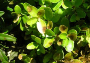 boxwoodblight